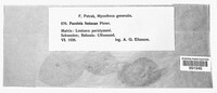 Puccinia festucae image